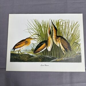 1950 Vintage Print  Least Bittern American Bird Art Illustration Audubon 8x11